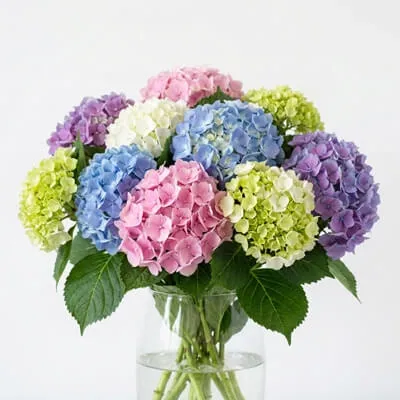 Hydrangeas